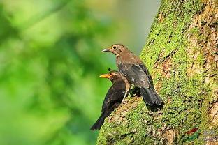 乌鸫小叫视频,揭秘鸟类沟通的奇妙瞬间