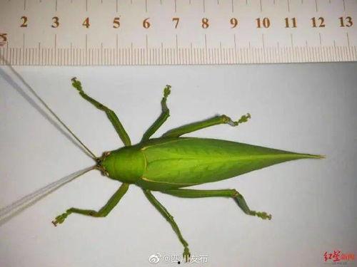 蝈蝈的叫大憨视频,欢快鸣叫的田园精灵