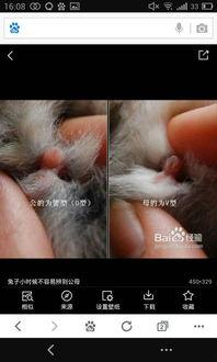 分公母视频,性别差异的视觉解读