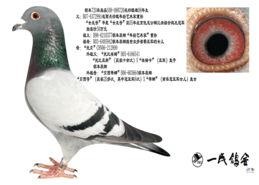 胡本视频,揭秘明星幕后生活