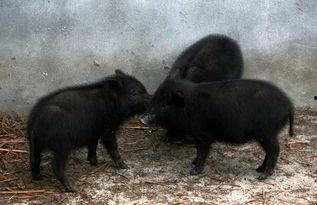 养藏香猪视频,视频带你领略生态养殖风采