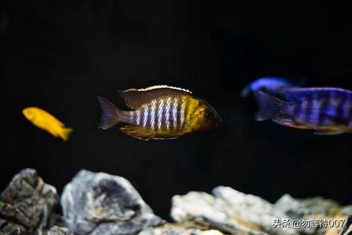 三湖慈鲷视频